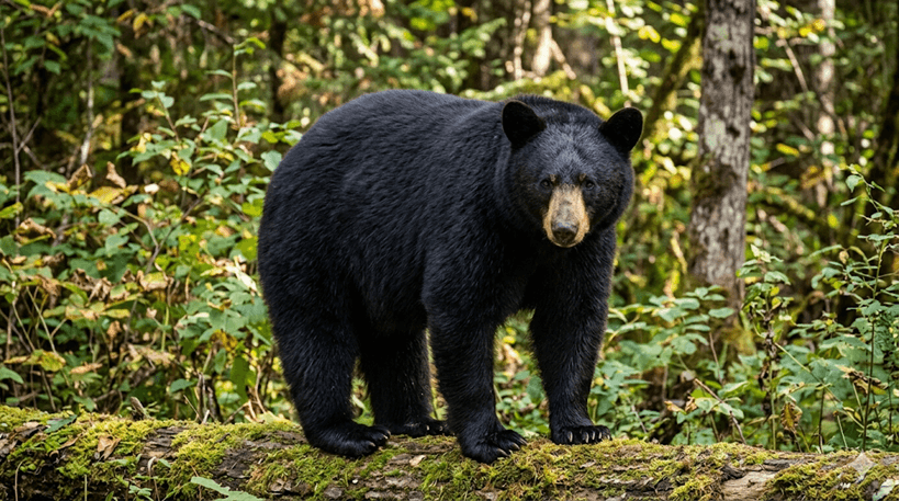 Black Bear